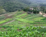 agricultura-especulativa-no-brasil (15)