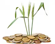 Wheat growing from pile of coins