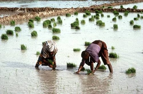 Economia e Agricultura do Burquina Faso 