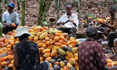 Agricultura em Gana 