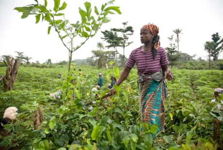 Agricultura na Libéria 