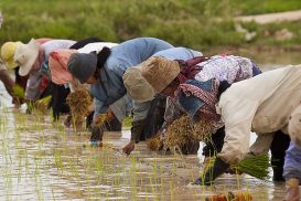 Economia do Camboja